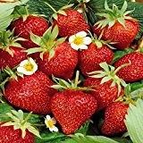 Erdbeere Ostara - 9 pflanzen
