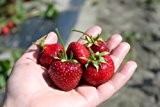 Erdbeere Parfum® Ewigi Liebi® - 6 Pflanzen mit starkem Ballen