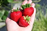 Erdbeere Parfum SchweizerDuft® 6er Träger - 6 Pflanzen mit starkem Ballen