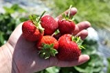 Erdbeere Parfum Schweizerland® 6er Träger - 6 Pflanzen mit starkem Ballen