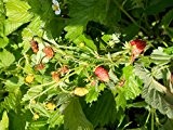 Erdbeere (Rügen) 40 Samen -Monatserdbeere mit gutem Ertrag-