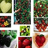 Erdbeere Samen Mischung, Sammlung- 10 Pakete, 10 Sorte, 100 Samen