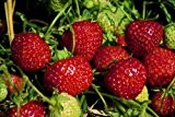 Erdbeere Senga Sengana®, im Torftopf 40 Pflanzen