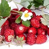 Erdbeeren Monatserdbeeren Samen