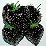 Erdbeeren schwarz - 100 Samen