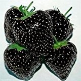 Erdbeeren schwarz - 30 Samen