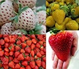 Erdbeeren-Sortiment XXL (Weisse+Gelbe+Rote+Riesenerdbeeren) 80++ Samen (Die Gartensensation)