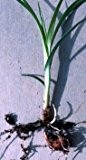 Erdmandel -Cyperus esculentus- 10 Samen/Knollen Hohe Keimfähigkeit ***Leckere Tigernüsse selber züchten***