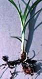 Erdmandel -Cyperus esculentus- 25 Samen/Knollen Hohe Keimfähigkeit ***Leckere Tigernüsse selber züchten***