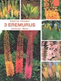 Eremurus - Steppenkerzen" Mix "
