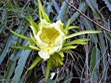 Essbare Kaktusfrüchte -Hylocereus undatus- 20 Samen ***Top Blütenpracht & Fruchtbildung***