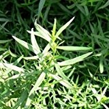 Estragon -Artemisia dracunculus (100 Samen)