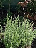 Estragon - Artemisia dracunculus var. sativa - Kräuterpflanze
