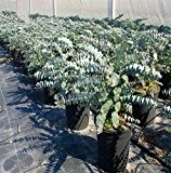 Eucalyptus Blaugummibaum - Eucalyptus Little boy Blue - verschiedene Größen (70-80cm - Deco Ø 25 cm - 8 Ltr)