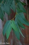 Eucalyptus citriodora - Zitronen-Eukalyptus - 15 Samen
