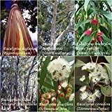 Eucalyptus Mix - 6 Arten je 30 bzw. 50 Samen (Bonsai geeignet)- sortenrein verpackt !