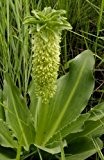 Eucomis autumnalis - gewellte Schopflilie - 10 Samen