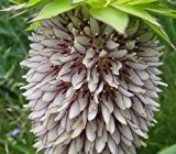 Eucomis bicolor - gerandete Schopflilie - 10 Samen
