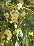 Eukalyptus Globolus Gegen Mücken 10 Samen
