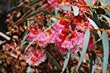 EukalyptusTorquata, 40 frische Samen, roter Coral Eucalyptus