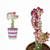 EUPHORBIA 30cm +/- Lactea CRISTATA inklusive farbenfroher Übertopf in zufälliger Farbe/ Zimmerpflanze / Kakteen / Sukkulent / Kammartig / Wellenartig ...