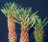 Euphorbia clandestina - Sukkulente - 10 Samen