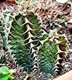 Euphorbia coerulescens - Sukkulente - 3 Samen
