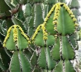 Euphorbia cooperii - Euphorbia - 10 Samen