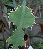 Euphorbia grandicornis - Euphorbia - 5 Samen