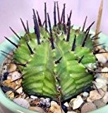 Euphorbia horrida - starkbewehrte Wolfsmilch - 5 Samen