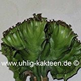 Euphorbia lactea cristata 9 cm
