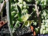 Euphorbia pteroneura 30 cm