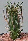 Euphorbia schoenlandii - Euphorbia - 5 Samen