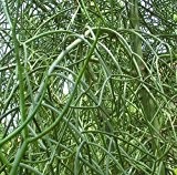 Euphorbia tirucalli - Bleistiftstrauch - 10 Samen