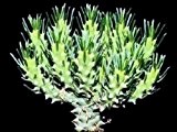 Euphorbia tuberculata - Euphorbia - 3 Samen