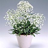 Europäische Columbine Samen- Aquilegia vulgaris selten Bonsai Blumensamen für Hausgarten Staudenpflanzen. Mischfarbe 50seeds / bag