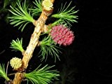 Europäische Lärche (Larix decidua) 50 Samen (Heimischer Baum - Winterhart) Auch Bonsai geeignet