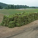 Evergreen Rasen japanischen Zoysia Grassamen Dürre und Widerstand gegen Warm-Saison für den Heimgartenpflanze 50g / Packung Trampeln
