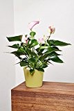 EVRGREEN Anthurie pink/rosa | Flamingoblume | Zimmerpflanze in Hydrokultur | im Set inkl. Keramiktopf (grün) | anthurium andreanum ' Pink ...