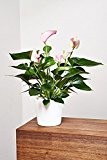 EVRGREEN Anthurie pink/rosa | Flamingoblume | Zimmerpflanze in Hydrokultur | im Set inkl. Keramiktopf (weiß) | anthurium andreanum ' Pink ...