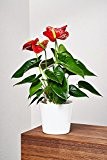 EVRGREEN Anthurie rot | Flamingoblume | Zimmerpflanze in Hydrokultur | im Set inkl. Keramiktopf (weiß) | anthurium andreanum' Arion' rot
