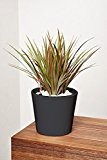EVRGREEN Drachenbaum | | Zimmerpflanze in Hydrokultur | im Set inkl. Keramiktopf (anthrazit/schwarz) | dracaena marginata bicolor