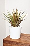 EVRGREEN Drachenbaum | | Zimmerpflanze in Hydrokultur | im Set inkl. Keramiktopf (weiß) | dracaena marginata bicolor