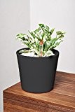 EVRGREEN Efeutute | | Zimmerpflanze in Hydrokultur | im Set inkl. Keramiktopf (anthrazit/schwarz) | epipremnum pinnatum n'joy