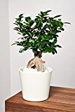 EVRGREEN Ficus Ginseng | Ginseng Bonsai | Zimmerpflanze in Hydrokultur | im Set inkl. Keramiktopf (creme) | Ficus microcarpa 'Bonsai'