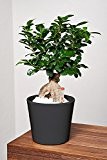 EVRGREEN Ficus Ginseng | Ginseng Bonsai | Zimmerpflanze in Hydrokultur | im Set inkl. Keramiktopf (anthrazit/schwarz) | Ficus microcarpa 'Bonsai'