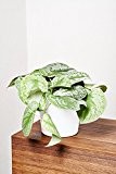 EVRGREEN Gefleckte Efeutute | | Zimmerpflanze in Hydrokultur | im Set inkl. Keramiktopf (weiß) | scindapsus pictus monstrosus
