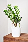 EVRGREEN Glücksfeder | Zamie | Zimmerpflanze in Hydrokultur | im Set inkl. Keramiktopf (weiß) | Zamioculcas zamiifolia