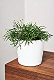 EVRGREEN Kaktus | Pidsvinekaktus | Zimmerpflanze in Hydrokultur | im Set inkl. Keramiktopf (weiß) | hatiora bambusoides