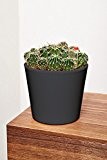 EVRGREEN Kaktus | | Zimmerpflanze in Hydrokultur | im Set inkl. Keramiktopf (anthrazit/schwarz) | mammillaria rubrograndis
